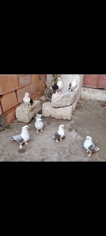 Quşlar: Növ: Bəzək göyərçinləri (qısa pəncəli, ağ əsas rəngdə, qanad və — 3