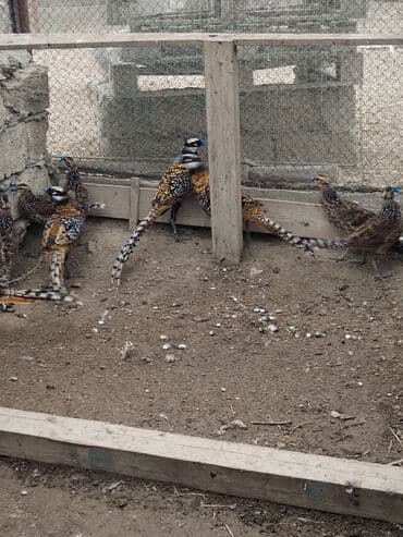 heyvanlara verilen xususi adlar: Məhsul: kral və gümüş fazanlar. Təsvir: - Nadir dekorativ quş növü — 7