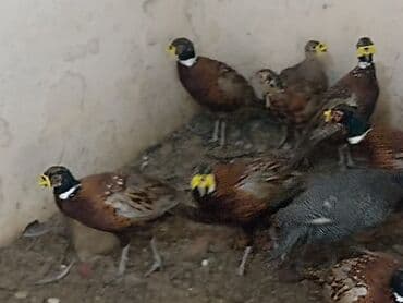 K/t heyvanları üçün mallar: Qırqovullar qiymətinə ayına görə dəyişir — 2