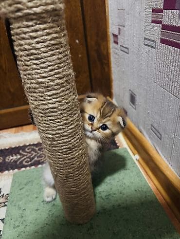 erkek pişik: Şotland yastı qulaq — 2