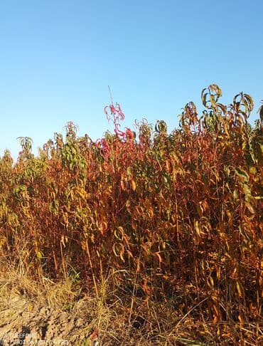 kağız doğrayan aparat: Meyvə tingləri satışdadır və sağlam zəmanətli sifariş verə bilərsiz — 5