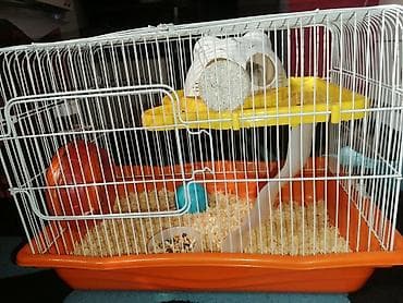 Hamster və tam avadanlıqlı qəfəs seti Məhsulun tərkibi: - 2 — 3