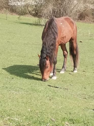 toyuq ucuz qiymete: Erkək, il: 8 — 2