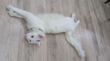 Gəmiricilər: Türk anqora, Yaxşı əllərə — 4