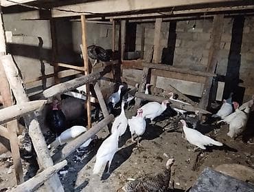 keci satisi: Quslar Gilezidedi 23 ededir 6 si erkeydi disiler yumurta edir — 1