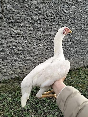 Atlar: Toyuq cücələri, Damazlıq — 3