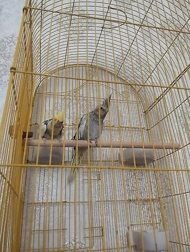 Nymph quşları (kokatil) – cüt - Rənglər: boz–sarı qarışıq naxışlı