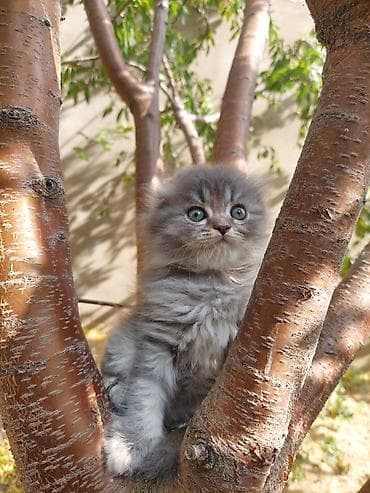 Şotland uzun tüklü