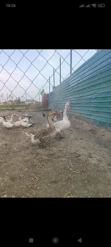 labrador iti satilir: Xalmaqor qaz satlir 350 manat ünvan Cəlilabad rayonu — 1