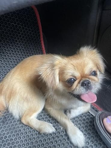 Pekines lalafo.az -da Pekines
