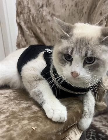 Heyvanlar üçün mallar: Şinşilla, Erkək — 3