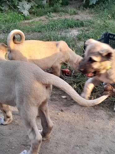 bala afcarka: Kanqal, Peyvəndli — 4