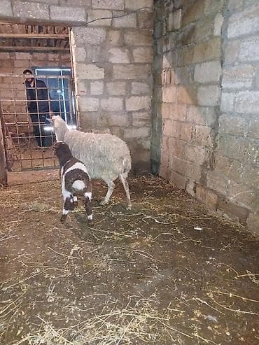 mal satisi: 6 baw qoyundu ana bala — 1