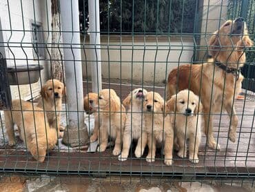 золотистый ретривер цена: Retriever — 6