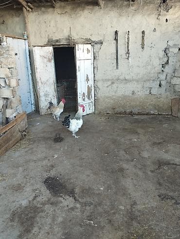 rəngli quşlar: Məhsul: kənd bramaxoruzları iki eded 1illik brama qarwigli xoruzlardi — 1