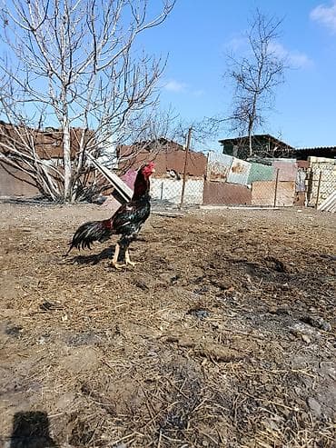 Salam alekum hərə kəsə gördüyünüz heyvanar satılır ünvan. Gəncə qiymət