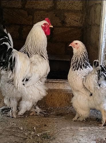ligorin toyuq: Saf Brahma sortudur, ağ layt cinsdi. Şəkildə gördüyünüz xoruz ilə — 1