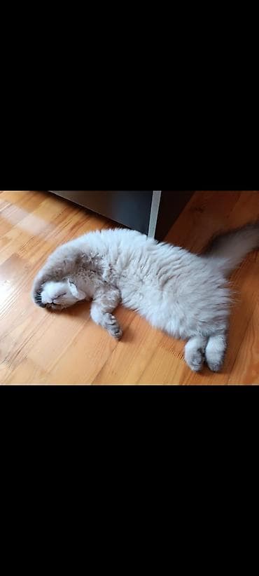 ucuz pisikler: Şinşila sortu pişik qırıq qulaq uzun tüklü qum tərbiyəsi var ağıllı — 3