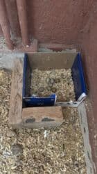 ördək ətinin qiyməti: Çin Bildirçini 5 fərə 4 xoruz fərələr yumurtuyur tək-tək satılmır — 2