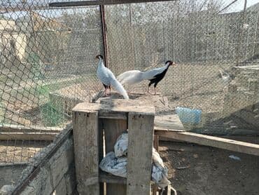 feniks quşu: Nadir dekorativ quşlar – fazanlar - Növlər: Şəklərdə müxtəlif — 9