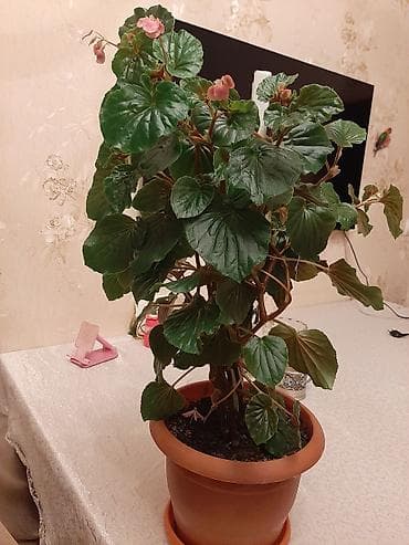 Beqonya gulu her biri 8azn.çicek acir