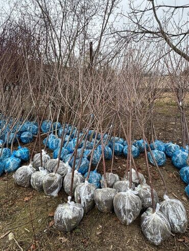 пластмассовый бак для воды купить: Her növ ağaclar ve dekarativ ağaclar çox ucuz ve qarantili gubresiz — 37