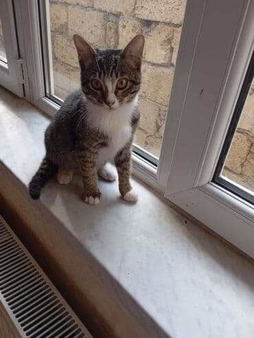 pişik cütleşdirmek: Tabbi, Yaxşı əllərə — 5