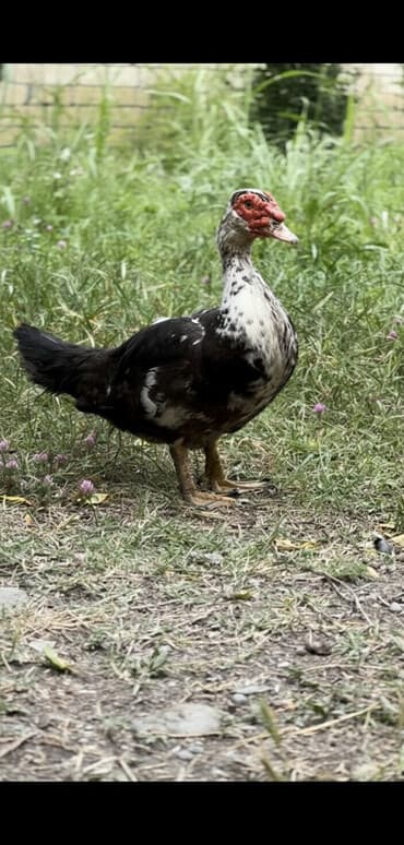 ana arı satışı: Muscovy ördəyi (indoutka) – qarışıq qara-ağ lələklər, qırmızı karnizli — 1