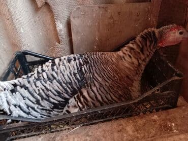 Qazlar: Dişi, Damazlıq — 2