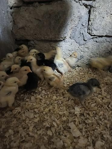 Cücələr: Toyuq cücələri, Ətlik — 2