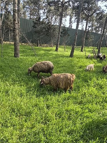 hovuz temizliyi: Qoyun və Keçi Otarma Xidməti - Yaşıllıq sahələrinin, sənaye və — 8