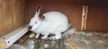 dovşanlar: Təmiz Kaliforniya 5 ədəddi 2 si erkəy 3 dişi dekabırda balalıyacaqlar — 9