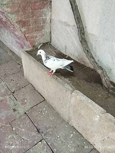 Əbrəş boyun maya tutulmadir