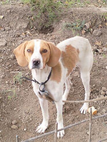 ov iti: Pohnter 10 ayliqdi tam hazır maraqlanmaq isdeyenler vatcapla elaqe — 1