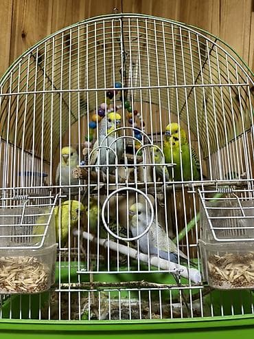 Птицы: 7 ədəd sağlam quş 3 isə təzə yumurtadan çıxmış sağlam quşlardı qəfəs — 1