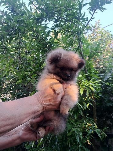 Şpitz, 2 ay, Dişi lalafo.az -da Şpitz, 2 ay, Dişi
