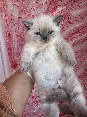 pişik siyam: Şinşilla, Erkək — 6