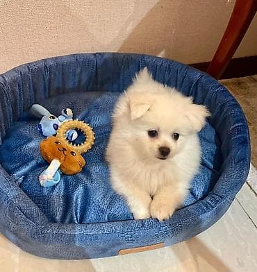 alman iti satilir: Salam, pomerian şpitz 5 aylıqdır. oynagan,şirin — 2