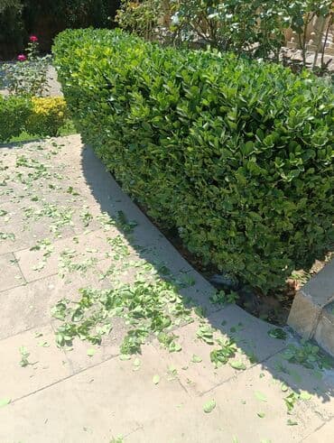 ot toxumu satışı: Qazon çatrlma qurasdrma torf gubresi dermanlanmasi agaclarin ekini — 17