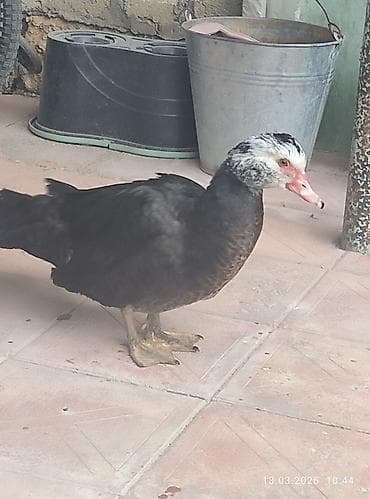 Quşlar: Musk ördəkləri (indoutka) – 2 ədəddi .ərkey dişiliyini bulmirəm.8 — 5