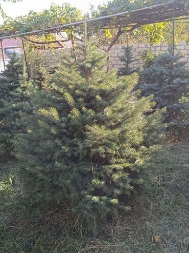 ağaç: Qiyməti 1 meteresi 80 AZN çox götüren olsa qiymət dəyişəcək qiyməti 2 — 3