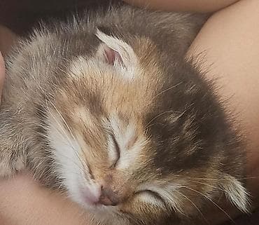 pişik cütleşdirmek: Şotland yastı qulaq — 2