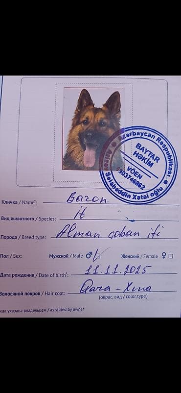 itleri: Alman çoban iti, Erkek, Sənədli — 1