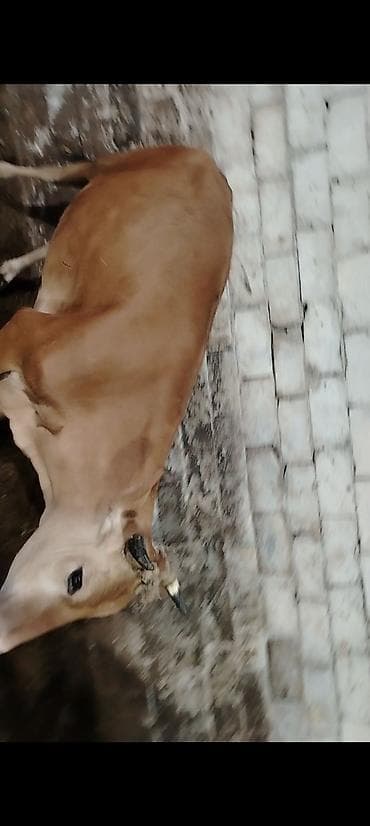 inək öd daşı: Kimde maraqlı olsa buyursun elaqe saxlasin boş yere narahat eleme — 3