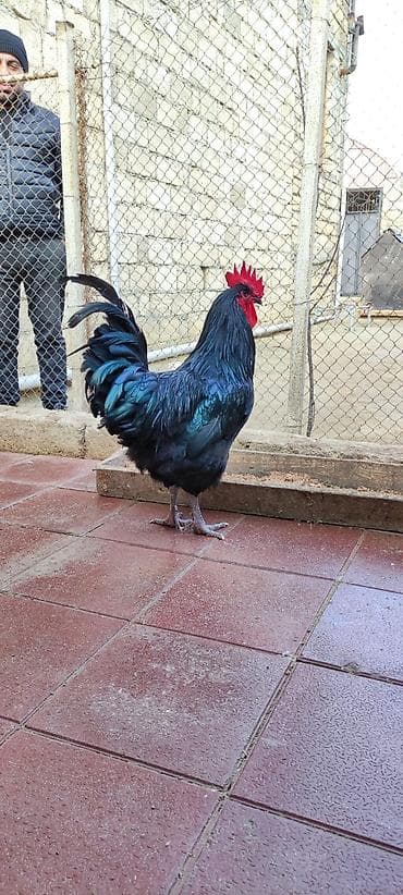 dragon fruit qiymeti: Salam. inqibatora almışdım 65 dənə yerləşmədi 9 ədəd qalıb. satılır — 2