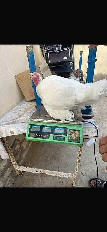 Heyvanlar: 5 aylıqdır 2 dişi bir erkəy tək tək 55 manata Qiymət 3 cünə aiddir — 1