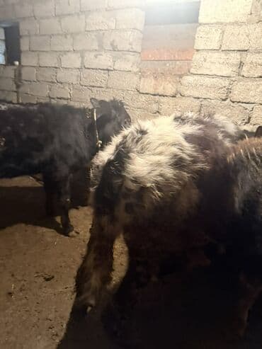 Gəmiricilər: Məhsul: Mal-qara – iki baş düyə Təsvir: - Şəkillərdə ağ-qara ləkəli — 3