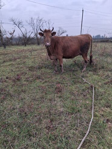 sudluk inek satisi: Dişi, il: 6, Ünvandan götürmə — 6