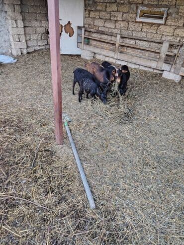 en cox sud veren inekler: Salam hər kəsə. 4 İspan sortu mursiyano və 1 erkək hələb satılır — 1