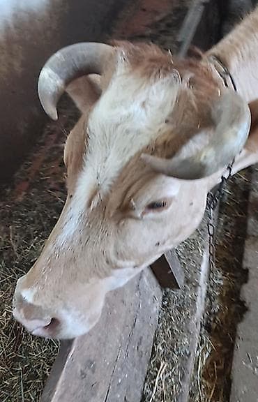 Inəklər, öküzlər: Salam yanindaki balasi 3cu balasıdı. Balasi ivanovka cinsidi — 2
